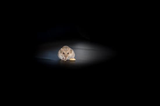 canva hamster eating MADBtHQQ1Js
