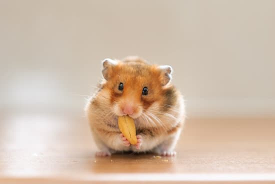 canva hamster eating nut MADZ 42Wgc