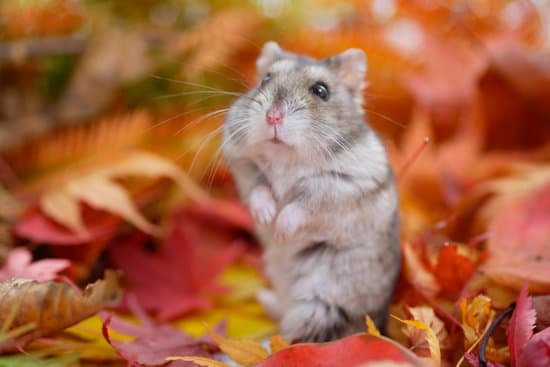 canva hamster fall MAC EQB26h0