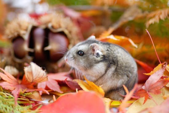 canva hamster fall MAC EWlKGzE