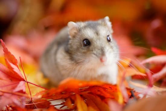 canva hamster fall MAC EZY3WVk