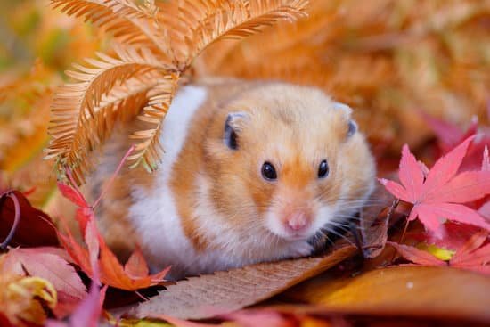 canva hamster fall MAC