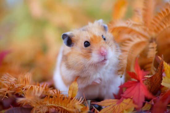 canva hamster fall MAC EgtaVTc