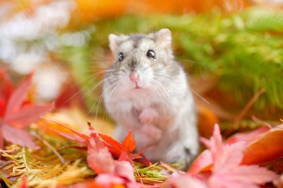 canva hamster fall MAC Ehaf2ng