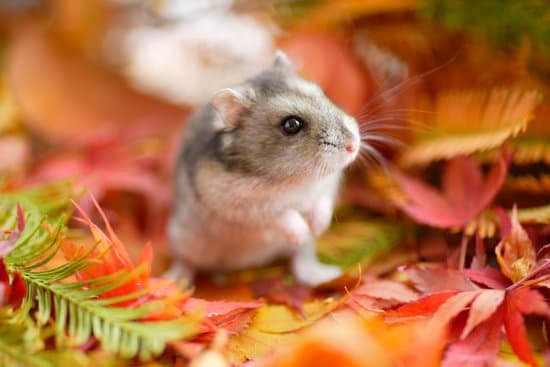 canva hamster fall MAC Enq0S I