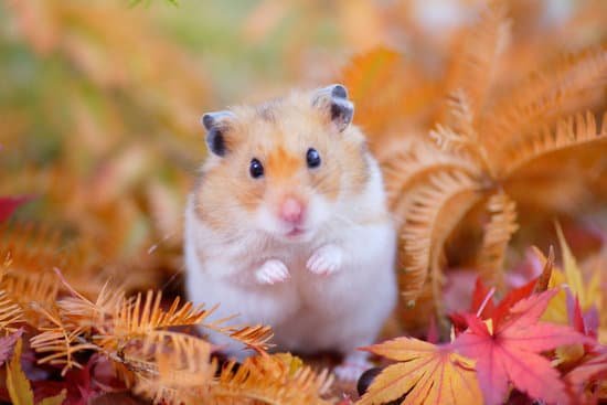 canva hamster fall MAC EoOwu2g