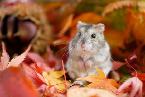 canva hamster fall MAC EquI s8