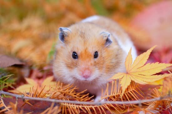 canva hamster fall MAC EtfIo9w