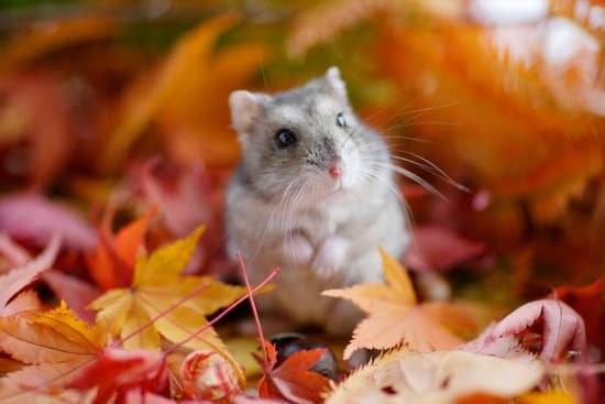 canva hamster fall MAC EuV1Mig