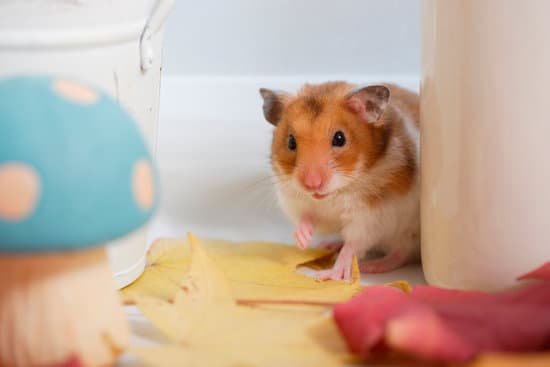 canva hamster fall MAC96kOzSqo