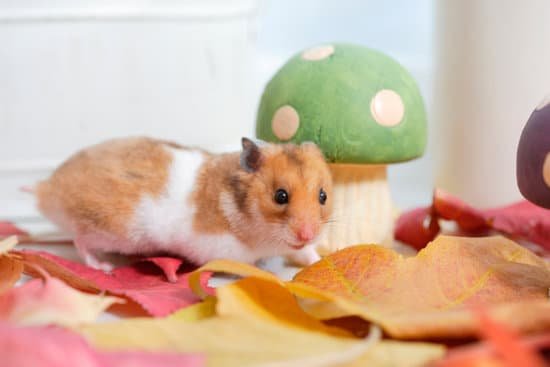 canva hamster fall MAC96lSzoKU