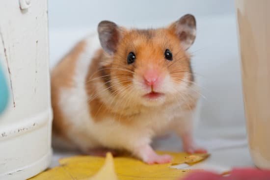 canva hamster fall MAC96tuH0GY