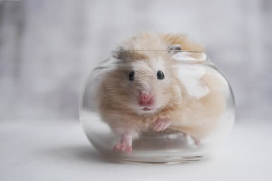 canva hamster in a glass cup. MAC5HLQL4MY