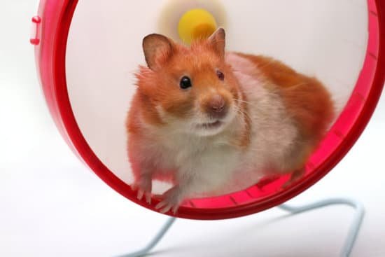 canva hamster in a wheel MAC4a9Ge4vU