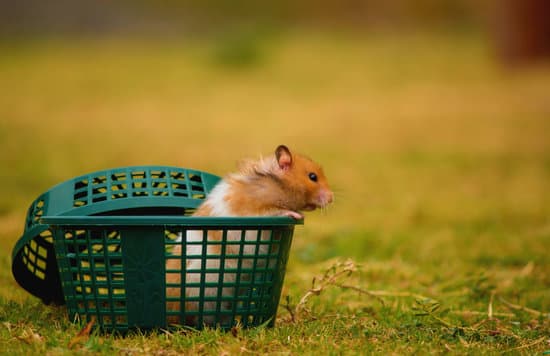 canva hamster in basket MAD3ym8wzIA