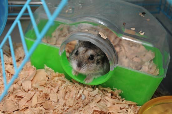 canva hamster in cage MADz41IfED0