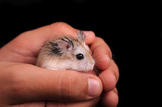 canva hamster in hand MAC7D9AM9cw