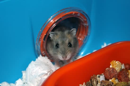 canva hamster in house MAC94pgDrz8