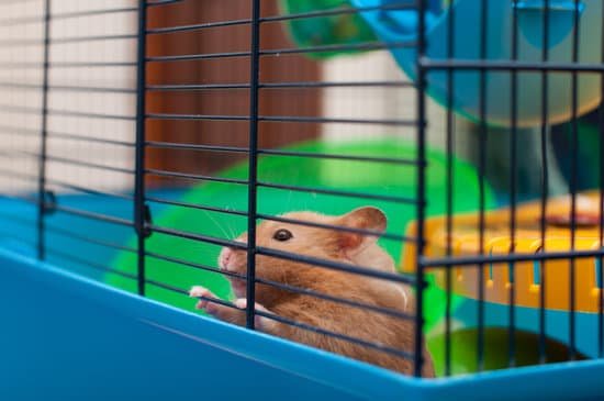 canva hamster in the cage MADBNOE2688