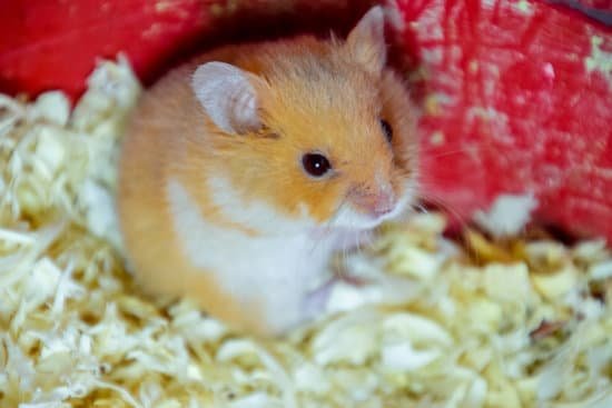 canva hamster kept in captivity MADYHoQ25E0