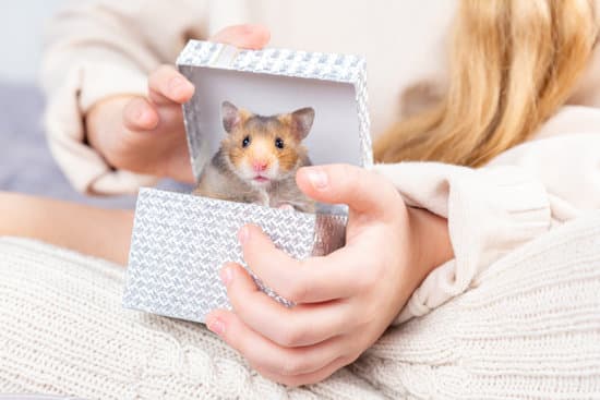 canva hamster looks out of a gift box