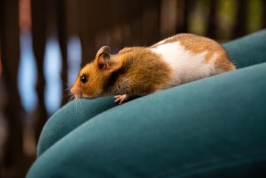 canva hamster on the woman legs MADCTlSPx k