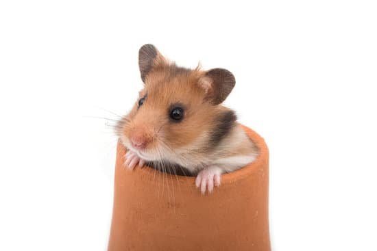 canva hamster syrian hamster in clay pot on white background MADBJrj3WmE