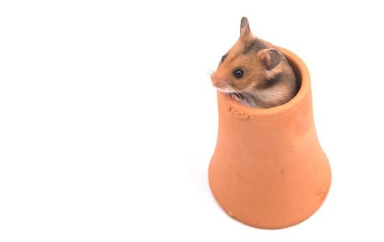 canva hamster syrian hamster in clay pot on white background MADBTZc4LX4