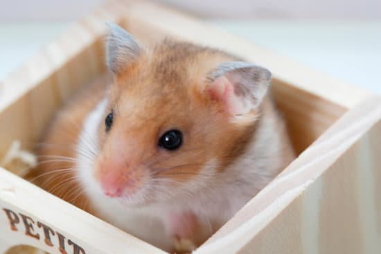 canva hamster. MAC96 NYdXc