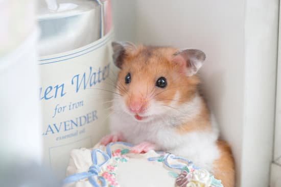 canva hamster. MAC964MhoSo