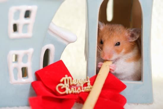 canva hamster. MAC9678bPsw