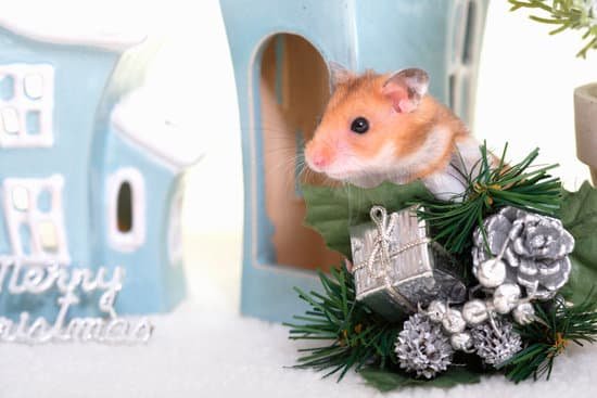 canva hamster. MAC969pP6Po