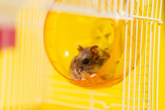 canva hamster. a hamster sits in a cage for a hamster. MAD1SB0UWCI