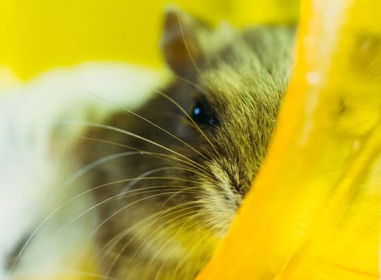 canva hamster. a hamster sits in a cage for a hamster. MAD1SLvG7bI