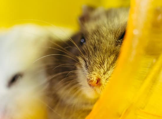 canva hamster. a hamster sits in a cage for a hamster. MAD1SZsAFIU