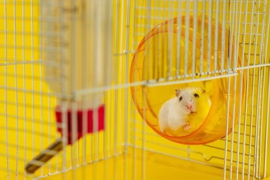 canva hamster. a hamster sits in a cage for a hamster. MAD1Sc0hfhY
