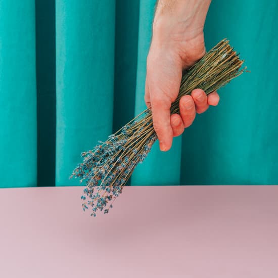 canva hand holding a bunch of lavender MAETlLsiMjU