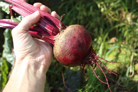 canva hand holding beet MADFoB2NhEM