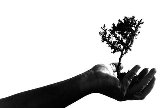 canva hand holding bonsai tree MADQ48bPpN0