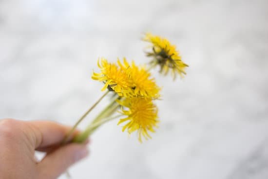 canva hand holding dandelion flowers MAD7MURvB8A