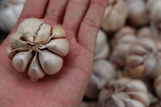 canva hand holding garlic up close MAEQizROcJw