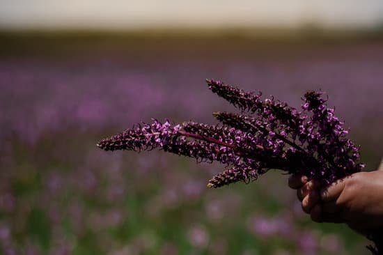 canva hand holding lavender MADXW4A1fmE