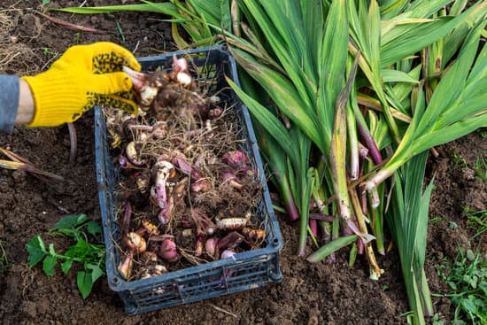 canva hand in yellow glove holds gladiolus bulb MAEVGbvYj2s