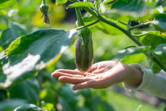 canva hand on hanging eggplant MAERen2z8RE