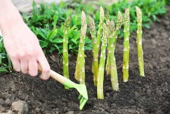 canva hand planting asparagus MAD Mbkl1X0