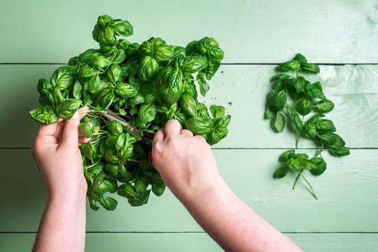 canva hands collecting fresh basil leaves MAD7pfst3So