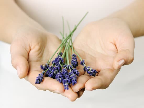 canva hands holding a bunch of lavender flowers MAEC69qYOLk