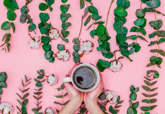 canva hands holding cup of green tea with eucalyptus and cotton MAEPy04Tp9s