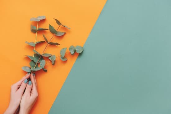 canva hands holding eucalyptus branch on orange and green background MAEAiMp36nc