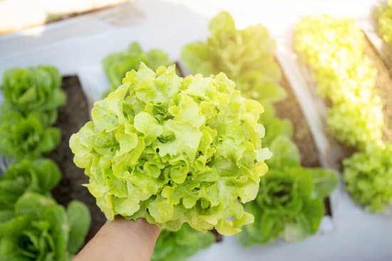 canva hands of a farmer checking and holding fresh lettuce MAERSQKrDy8